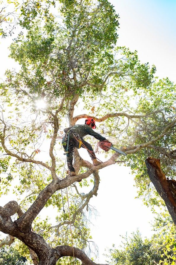 Tree Pruning