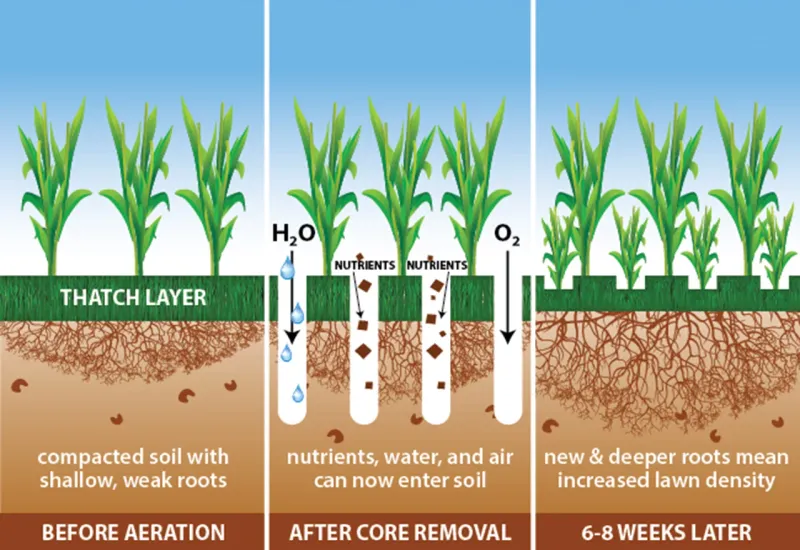 When to aerate lawn Ontario