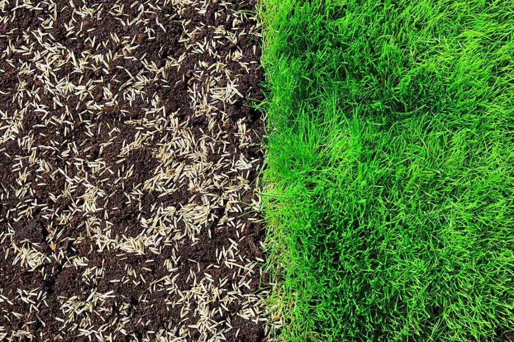 Aeration and overseeding combination