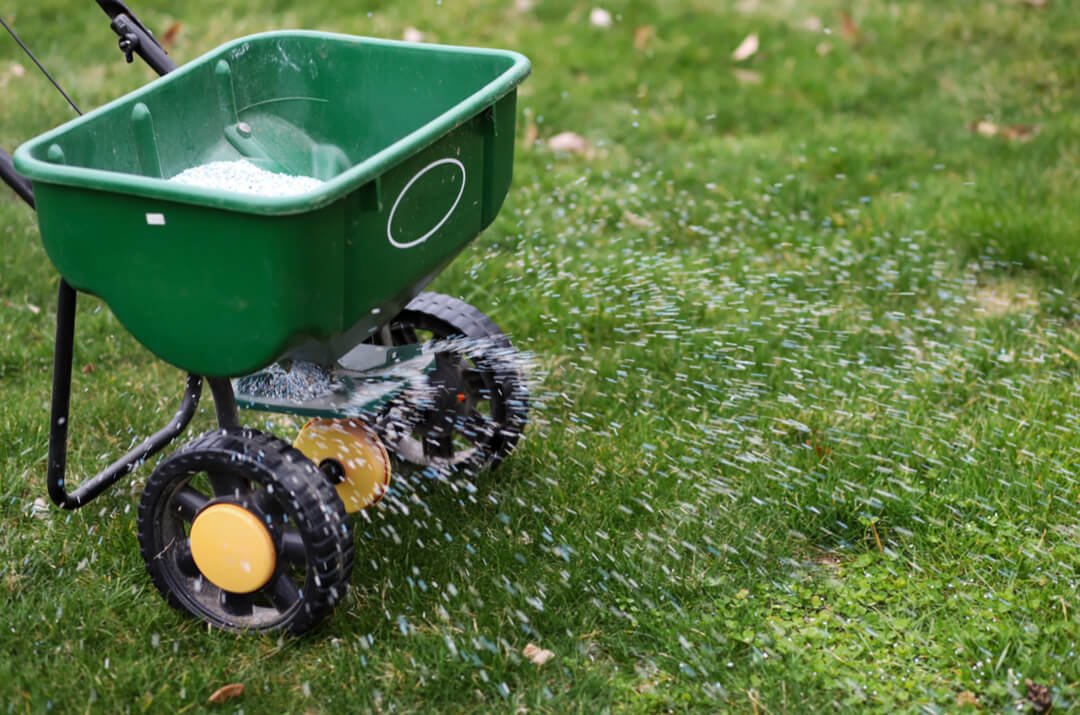 How to overseed a lawn