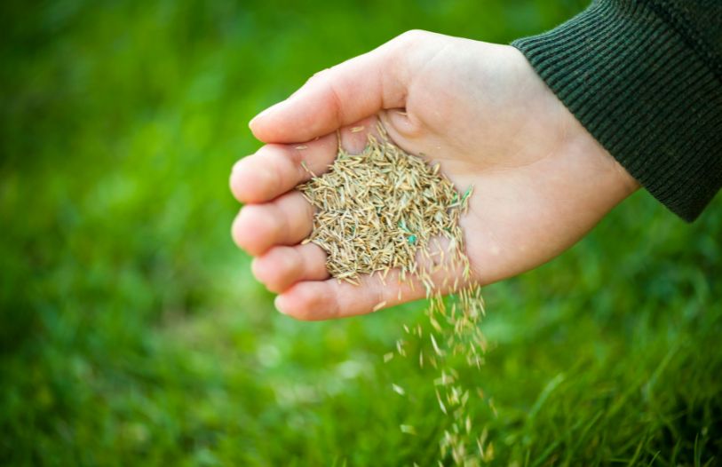 Lawn care tips and tools Ontario